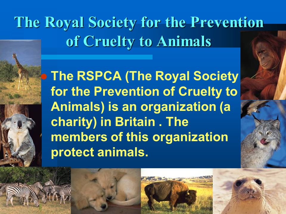The Royal Society for the Protection of Birds The RSTB (The Royal Society for the Protection of Birds) is a voluntary organization in Britain.