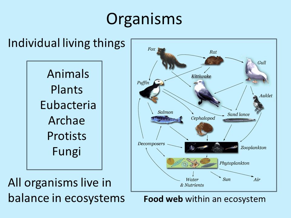 The Cycling Of Matter Energy Let S Start With The Big Picture Biome Biomes Shown Here Are Arctic Tundra Savannah And Mountain Biomes A Geographical Ppt Download