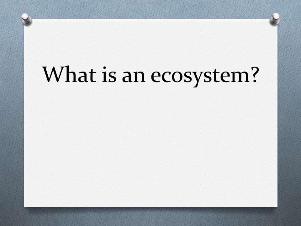 What is an ecosystem