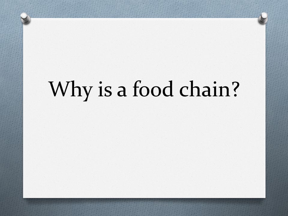 Why is a food chain