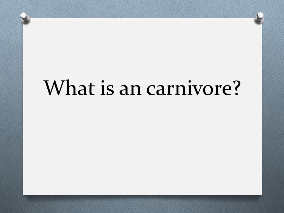 What is an carnivore