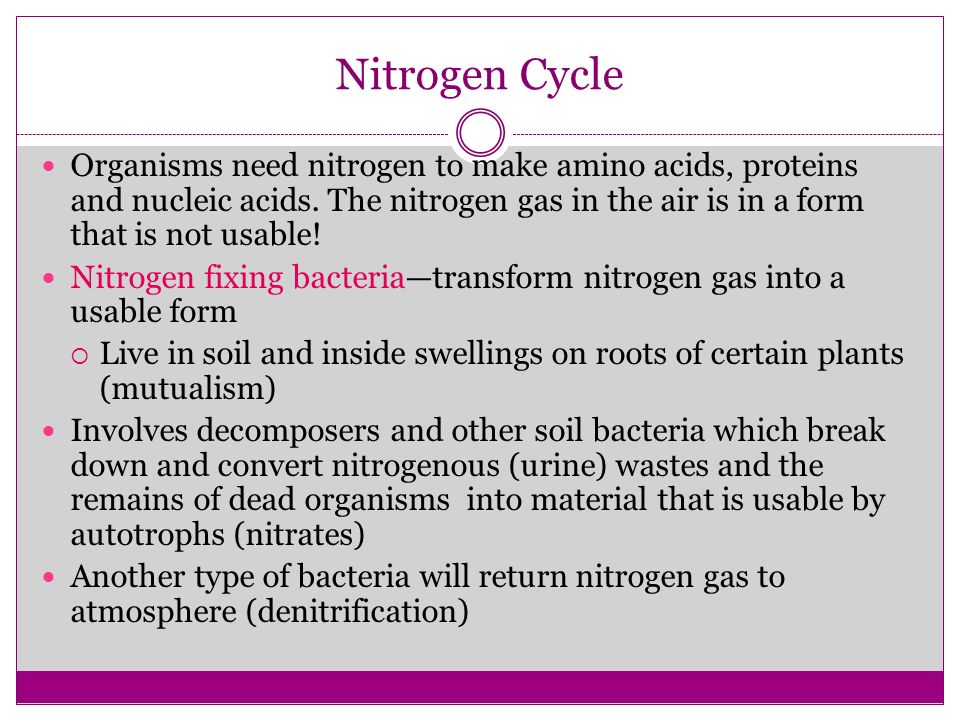 Nitrogen Cycle Organisms need nitrogen to make amino acids, proteins and nucleic acids.