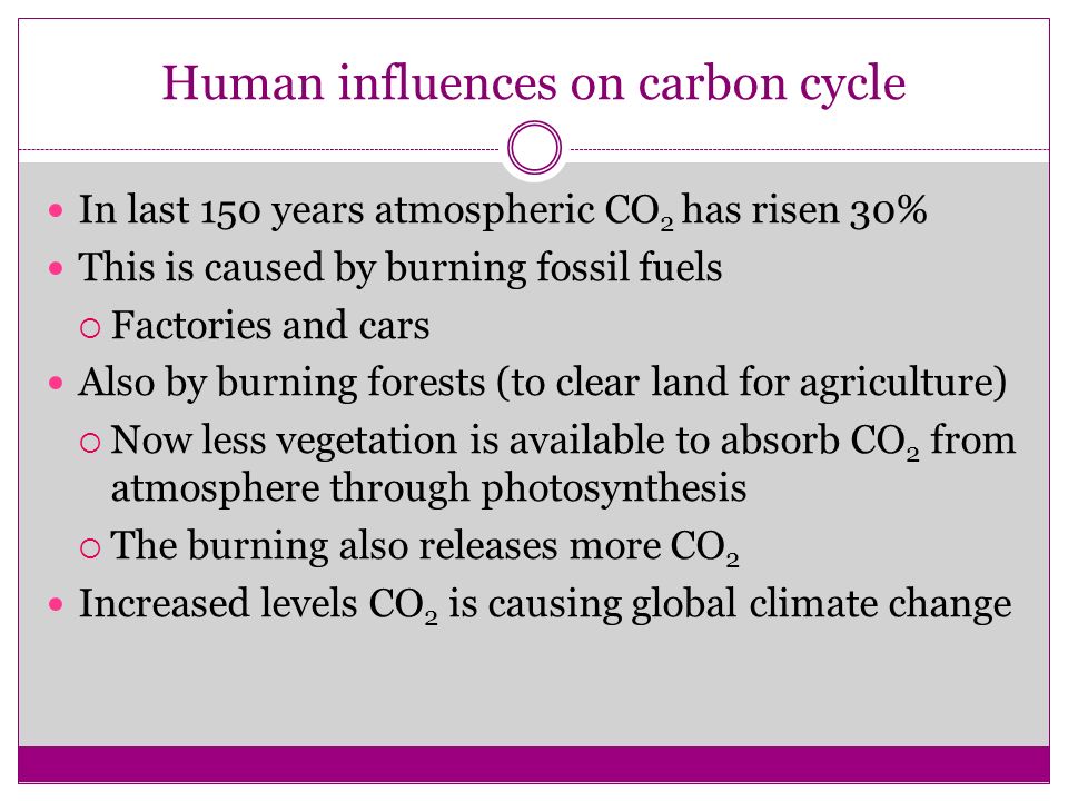 Human influences on carbon cycle In last 150 years atmospheric CO 2 has risen 30% This is caused by burning fossil fuels  Factories and cars Also by burning forests (to clear land for agriculture)  Now less vegetation is available to absorb CO 2 from atmosphere through photosynthesis  The burning also releases more CO 2 Increased levels CO 2 is causing global climate change
