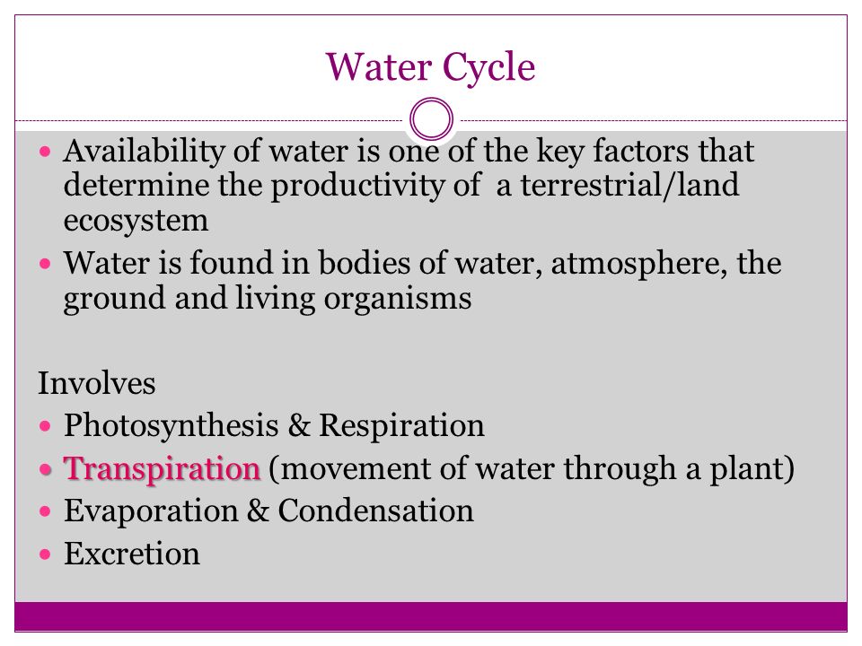 Water Cycle Availability of water is one of the key factors that determine the productivity of a terrestrial/land ecosystem Water is found in bodies of water, atmosphere, the ground and living organisms Involves Photosynthesis & Respiration Transpiration Transpiration (movement of water through a plant) Evaporation & Condensation Excretion