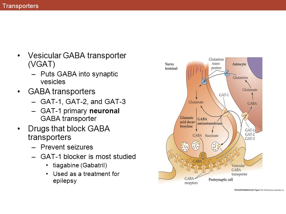Chapter 7: Glutamate and GABA Glutamate –An amino acid –Used throughout the  body Building proteins Helps with energy metabolism –Also serve as NTs  excitatory. - ppt download