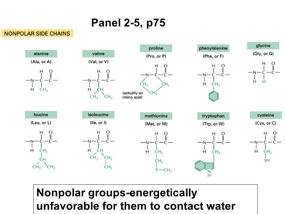 Panel 2-5, p75 Nonpolar groups-energetically unfavorable for them to contact water