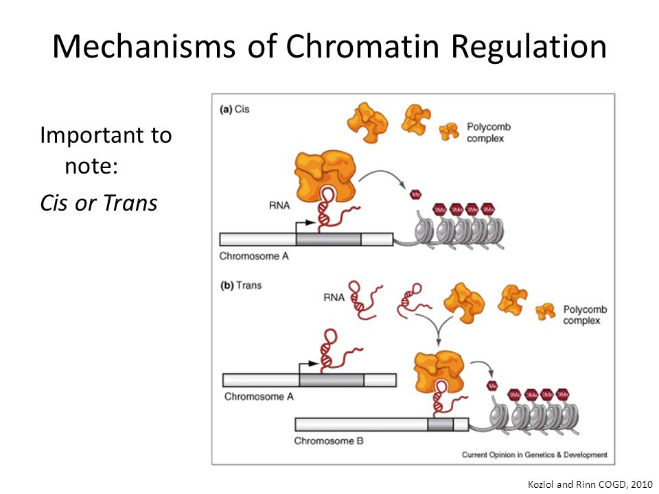 Koziol and Rinn COGD, 2010 Mechanisms of Chromatin Regulation Important to note: Cis or Trans