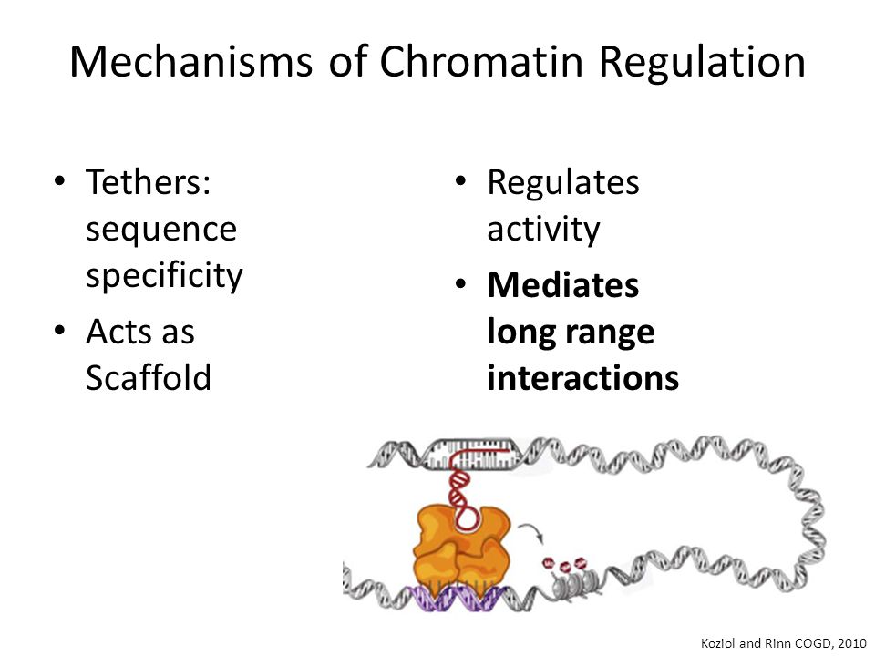 Mechanisms of Chromatin Regulation Koziol and Rinn COGD, 2010 Tethers: sequence specificity Acts as Scaffold Regulates activity Mediates long range interactions