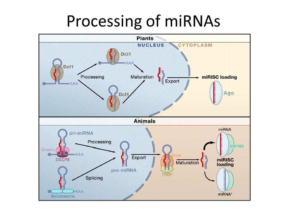 Processing of miRNAs