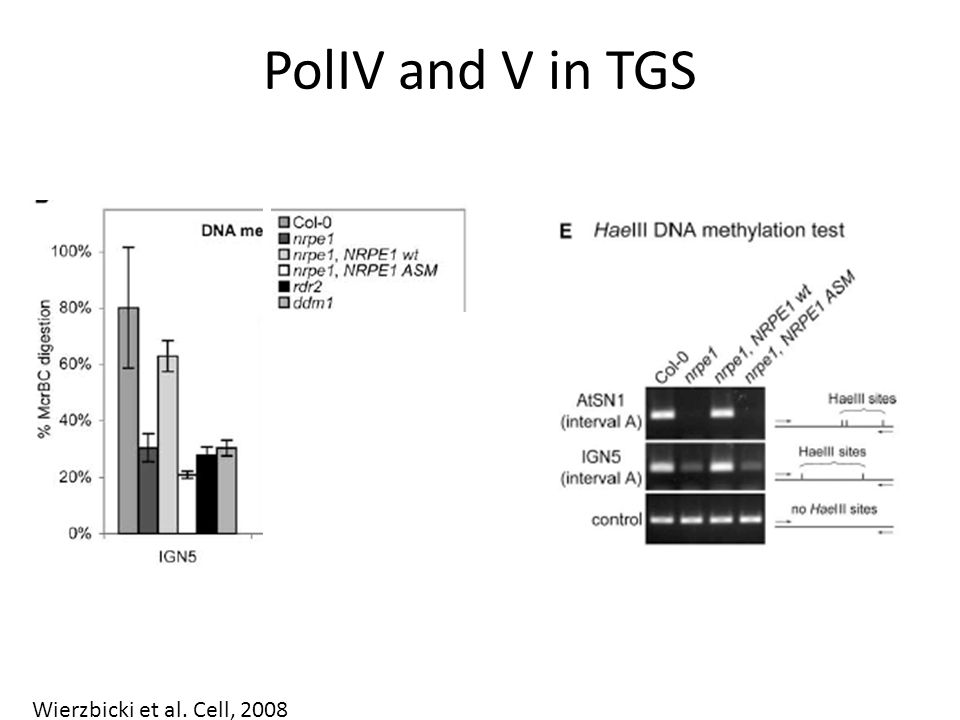Wierzbicki et al. Cell, 2008 PolIV and V in TGS