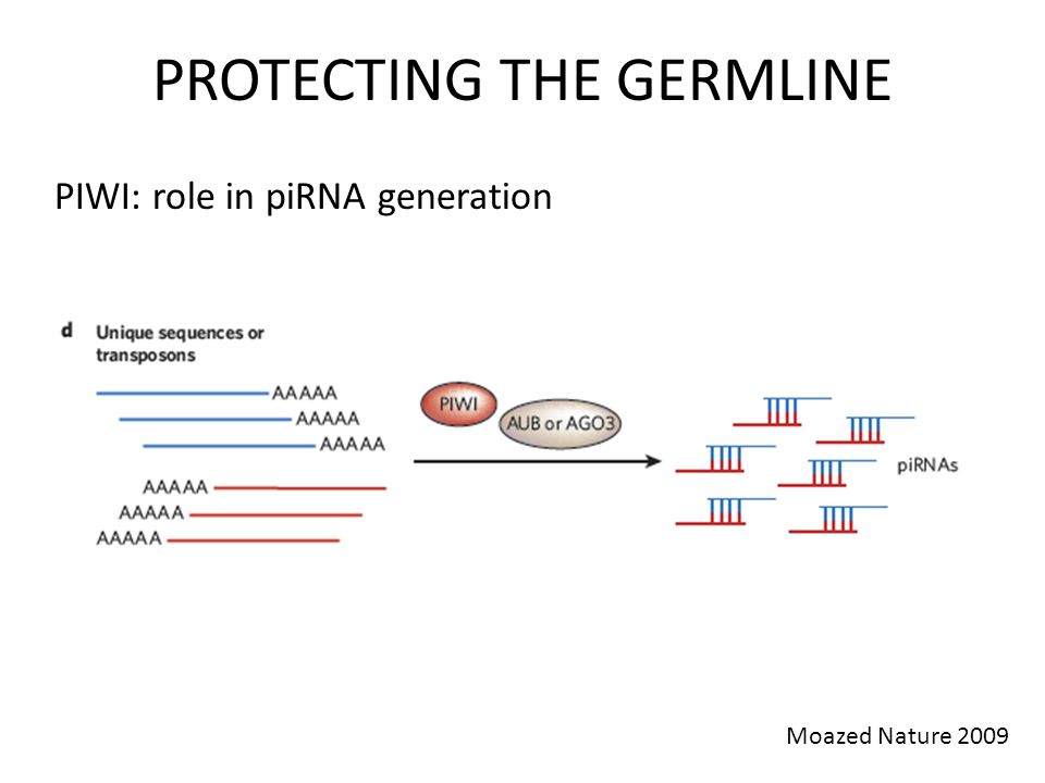 PIWI: role in piRNA generation Moazed Nature 2009 PROTECTING THE GERMLINE