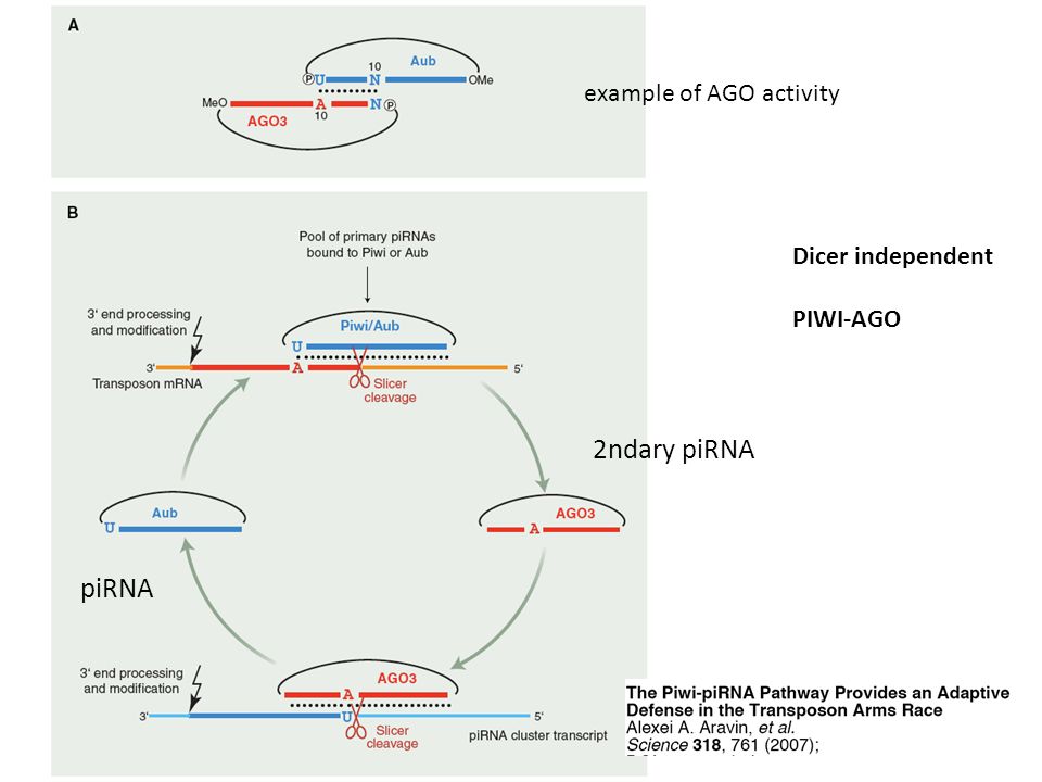 piRNA 2ndary piRNA Dicer independent PIWI-AGO example of AGO activity