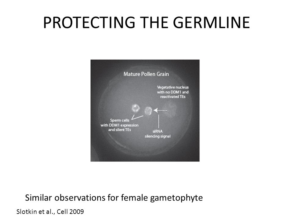 Slotkin et al., Cell 2009 Similar observations for female gametophyte PROTECTING THE GERMLINE