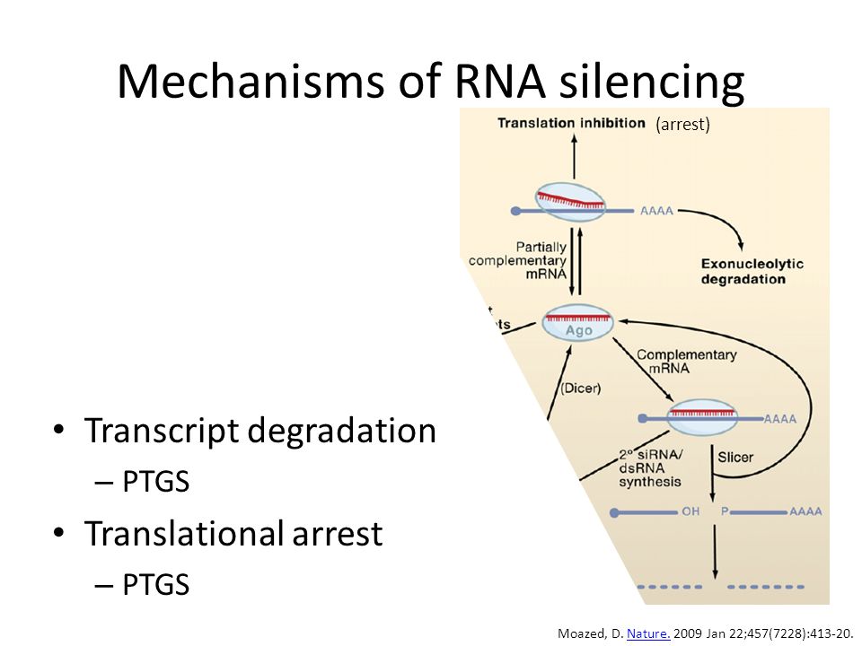 Mechanisms of RNA silencing Transcript degradation – PTGS Translational arrest – PTGS Moazed, D.