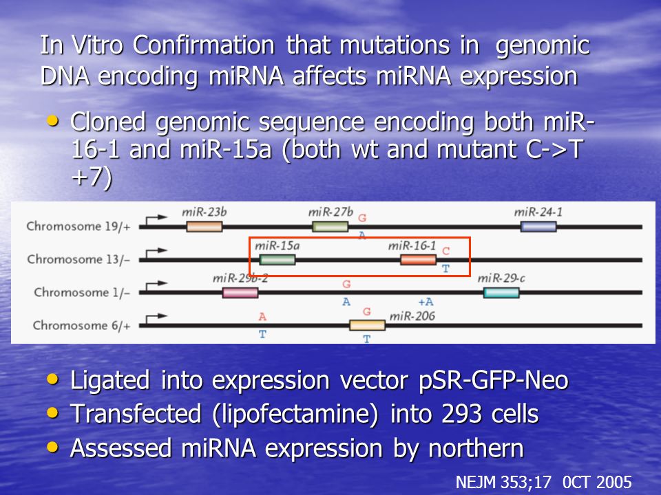 In Vitro Confirmation that mutations in genomic DNA encoding miRNA affects miRNA expression Cloned genomic sequence encoding both miR and miR-15a (both wt and mutant C->T +7) Cloned genomic sequence encoding both miR and miR-15a (both wt and mutant C->T +7) Ligated into expression vector pSR-GFP-Neo Ligated into expression vector pSR-GFP-Neo Transfected (lipofectamine) into 293 cells Transfected (lipofectamine) into 293 cells Assessed miRNA expression by northern Assessed miRNA expression by northern NEJM 353;17 0CT 2005