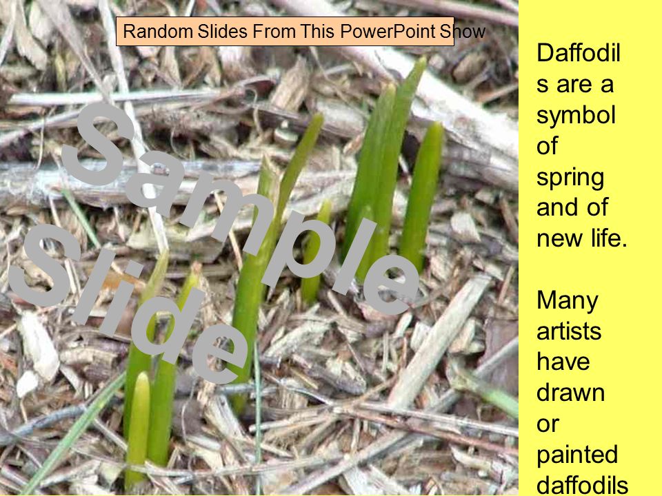 Daffodil s are a symbol of spring and of new life.