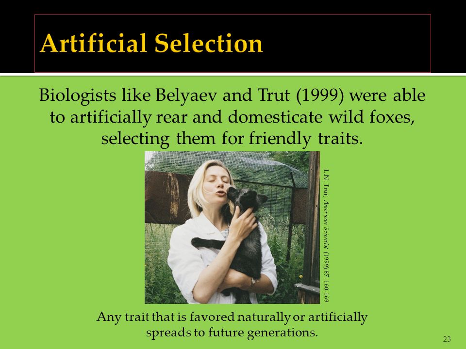 23 Biologists like Belyaev and Trut (1999) were able to artificially rear and domesticate wild foxes, selecting them for friendly traits.