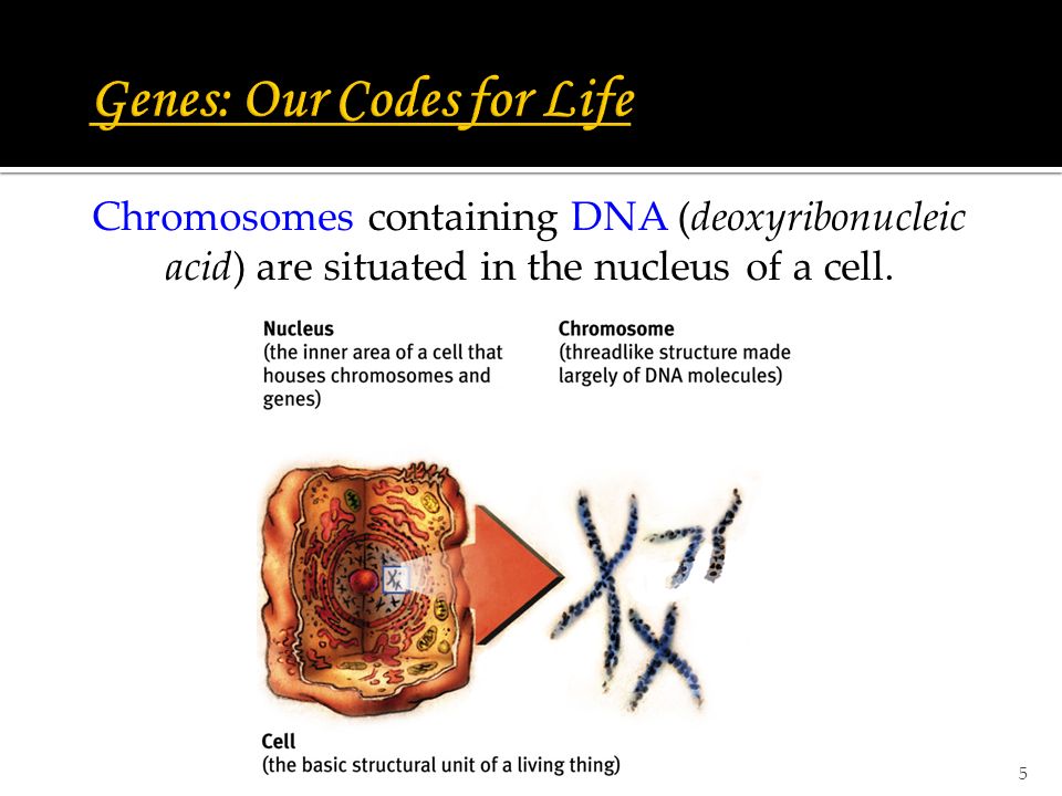 5 Chromosomes containing DNA (deoxyribonucleic acid) are situated in the nucleus of a cell.