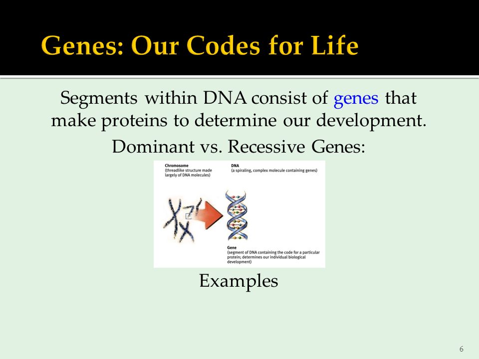 6 Segments within DNA consist of genes that make proteins to determine our development.