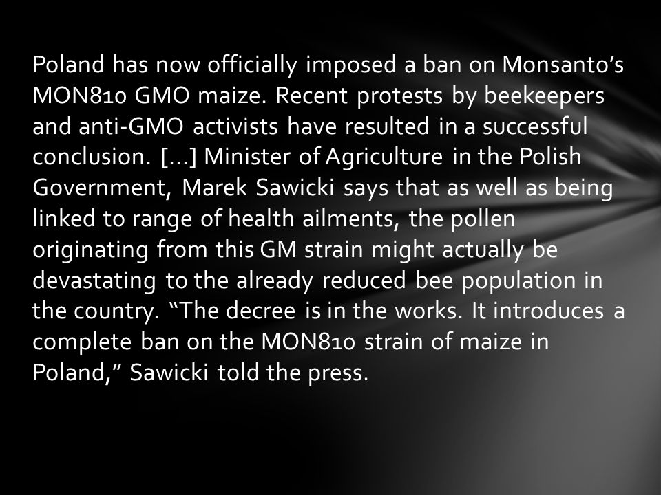Poland has now officially imposed a ban on Monsanto’s MON810 GMO maize.