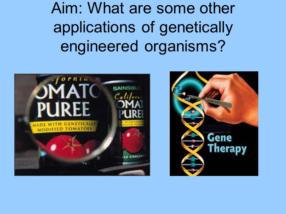 Aim: What are some other applications of genetically engineered organisms