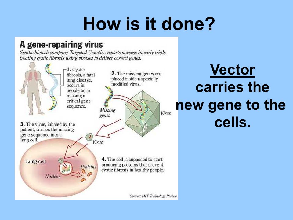 How is it done Vector carries the new gene to the cells.