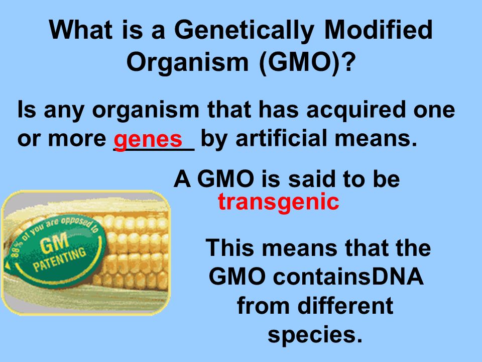 What is a Genetically Modified Organism (GMO).