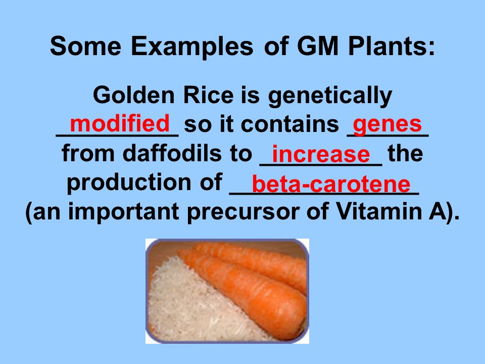 Some Examples of GM Plants: Golden Rice is genetically _________ so it contains ______ from daffodils to _________ the production of ______________ (an important precursor of Vitamin A).