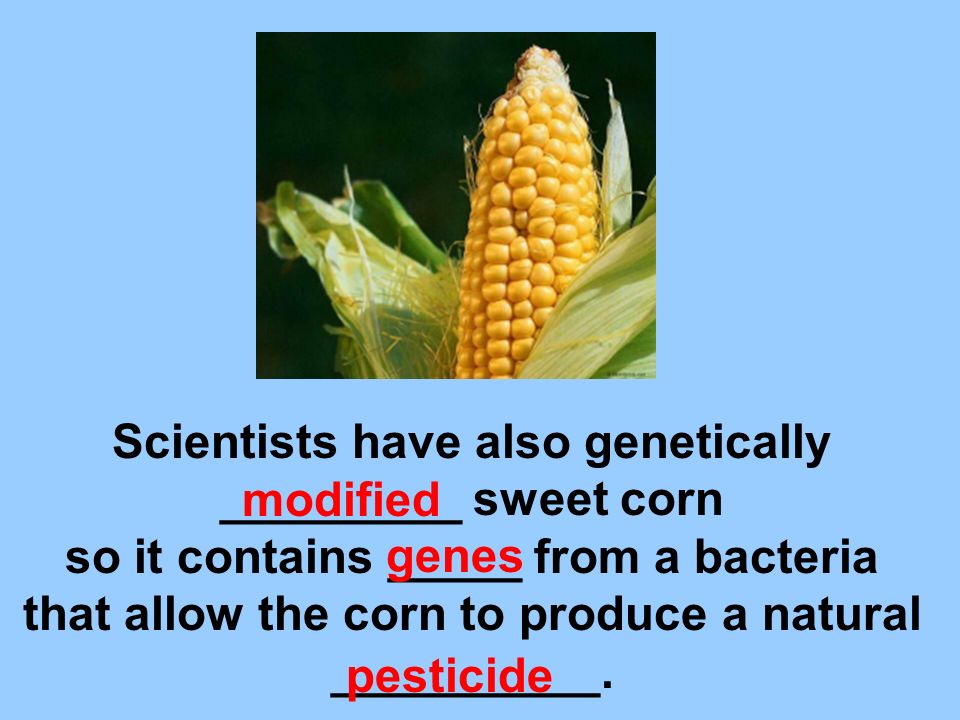 Scientists have also genetically _________ sweet corn so it contains _____ from a bacteria that allow the corn to produce a natural __________.