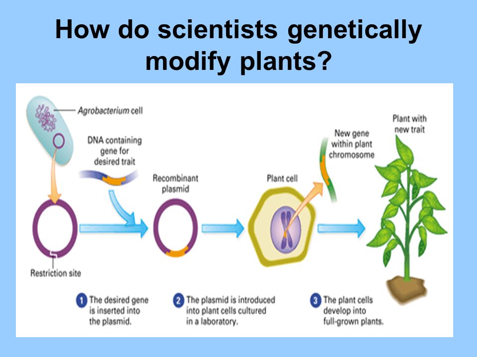 How do scientists genetically modify plants