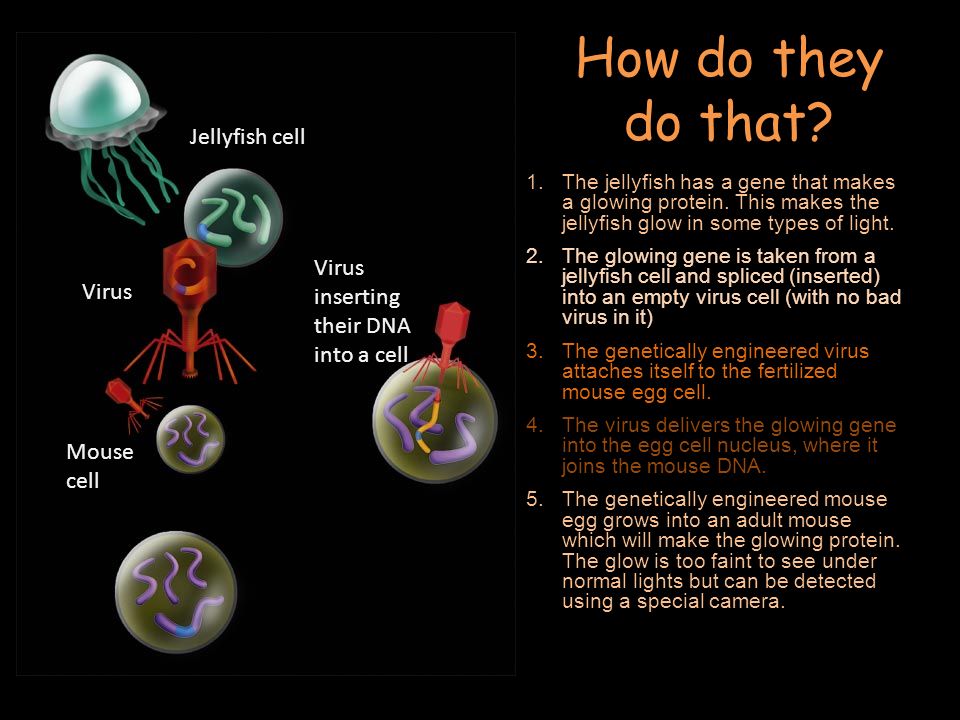 How do they do that. 1.The jellyfish has a gene that makes a glowing protein.