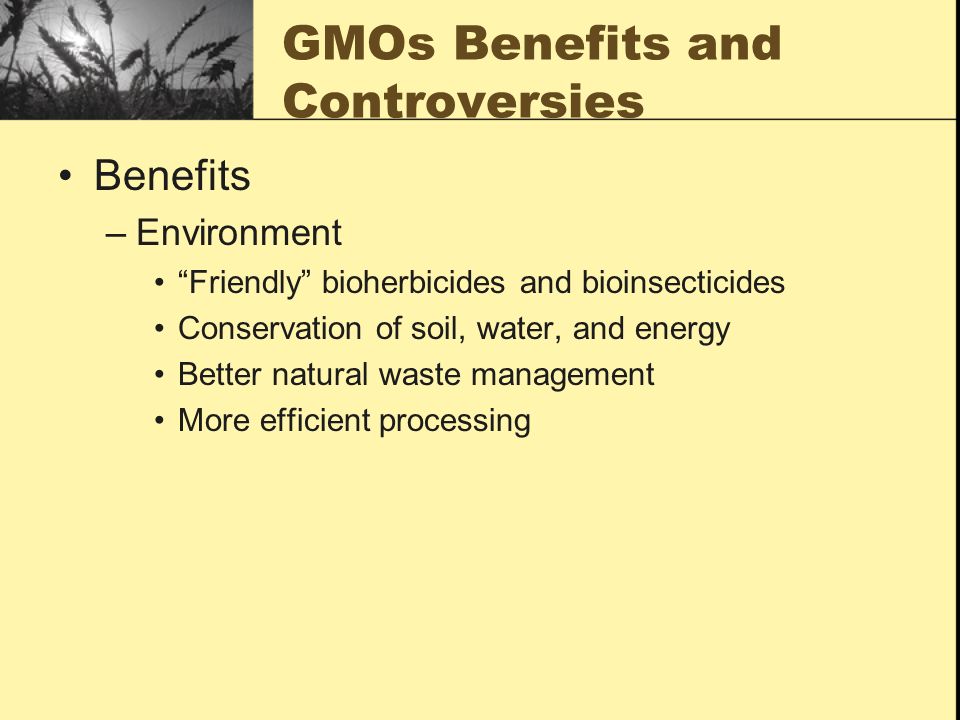 GMOs Benefits and Controversies Benefits –Environment Friendly bioherbicides and bioinsecticides Conservation of soil, water, and energy Better natural waste management More efficient processing