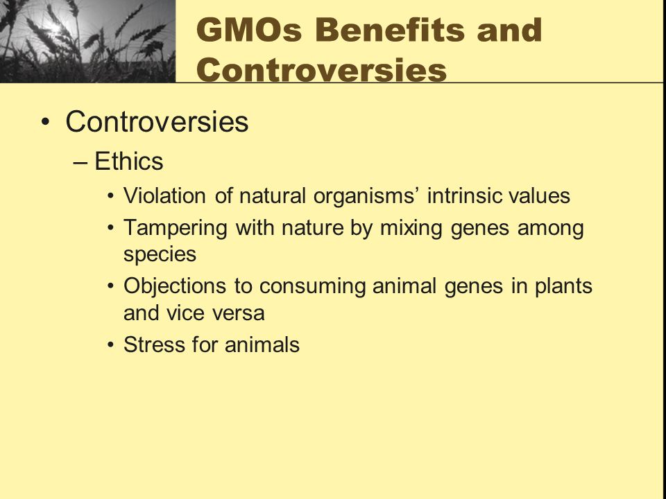 GMOs Benefits and Controversies Controversies –Ethics Violation of natural organisms’ intrinsic values Tampering with nature by mixing genes among species Objections to consuming animal genes in plants and vice versa Stress for animals