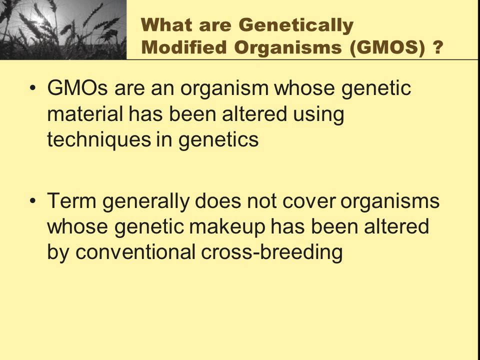 What are Genetically Modified Organisms (GMOS) .
