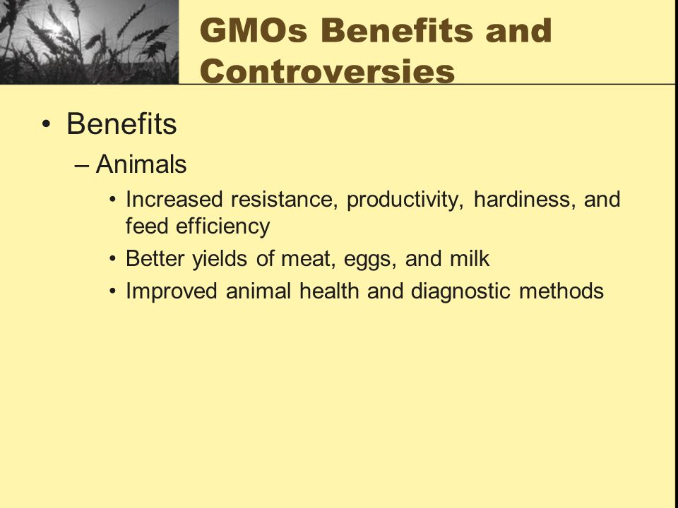 GMOs Benefits and Controversies Benefits –Animals Increased resistance, productivity, hardiness, and feed efficiency Better yields of meat, eggs, and milk Improved animal health and diagnostic methods