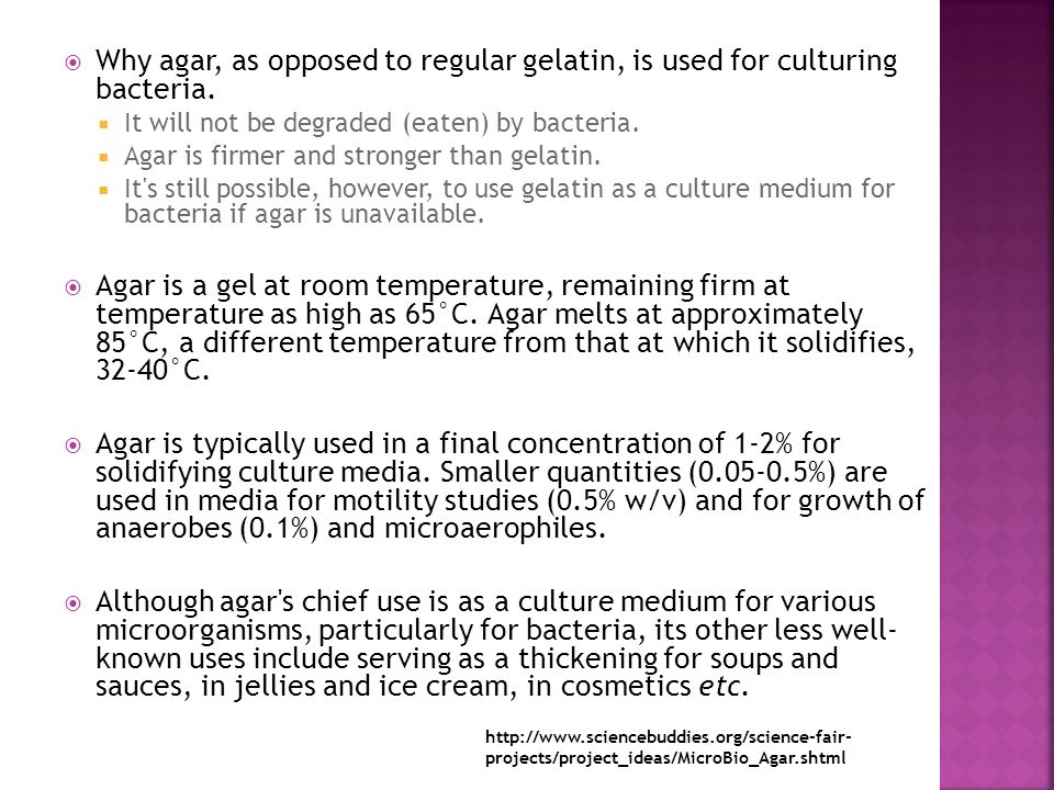  Why agar, as opposed to regular gelatin, is used for culturing bacteria.