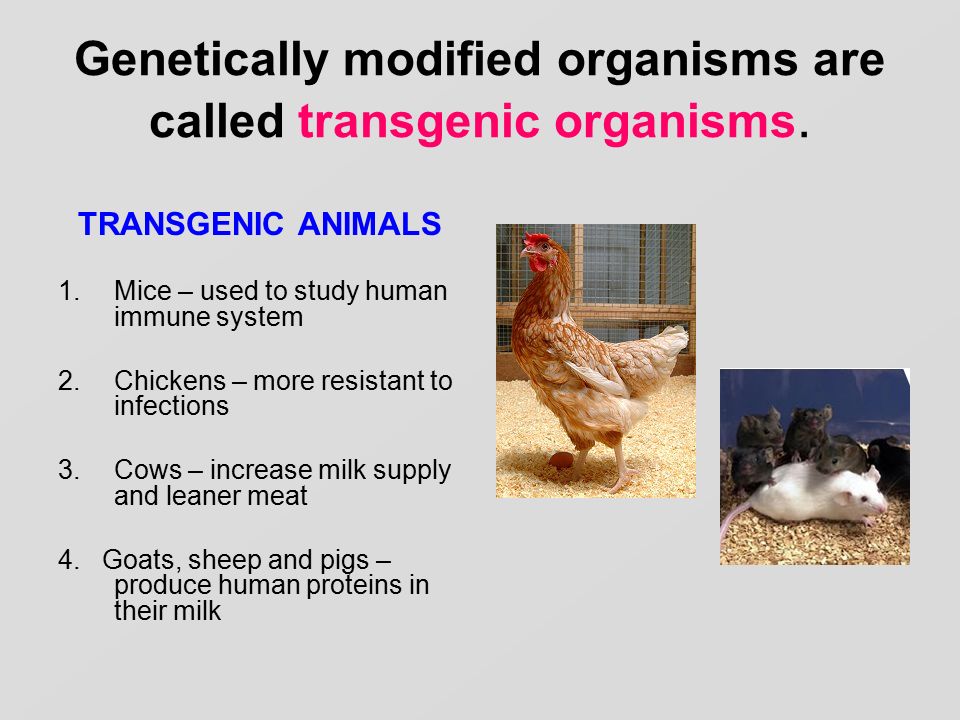Genetically modified organisms are called transgenic organisms.