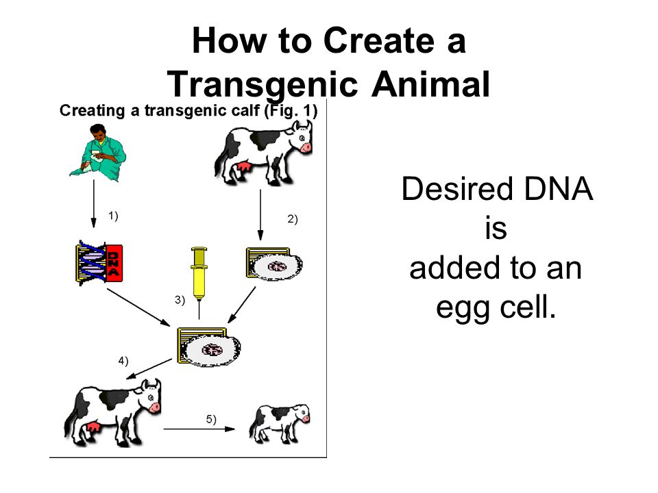 Desired DNA is added to an egg cell. How to Create a Transgenic Animal