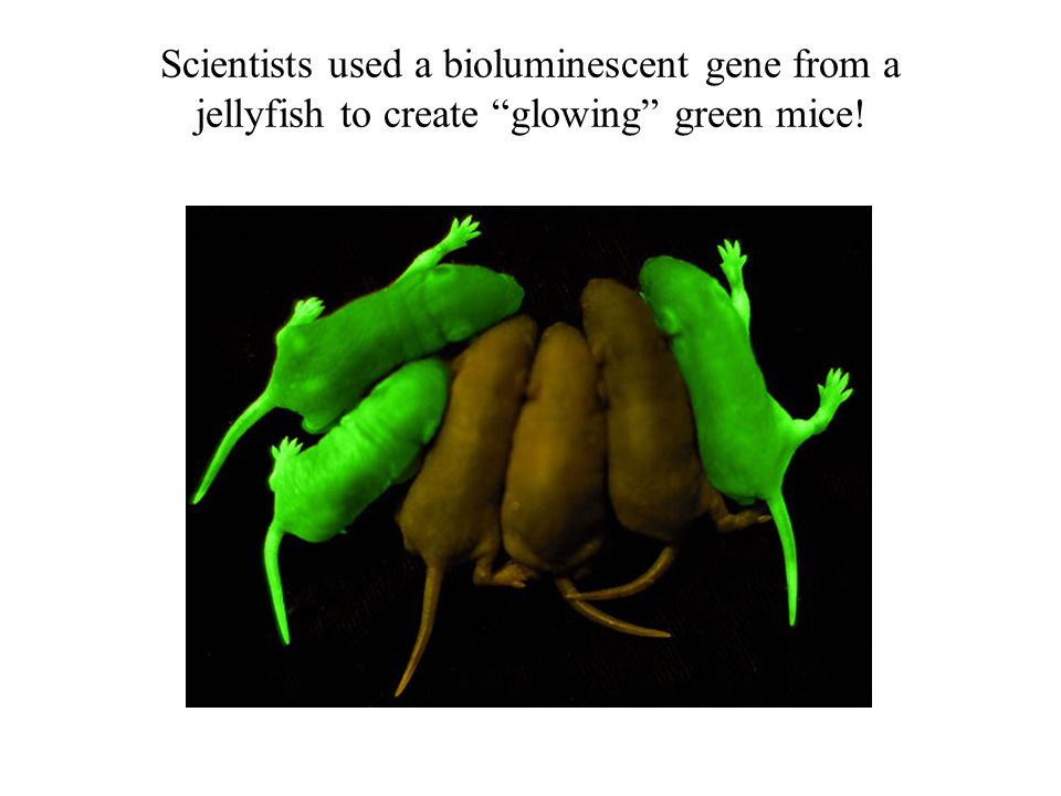 Scientists used a bioluminescent gene from a jellyfish to create glowing green mice!