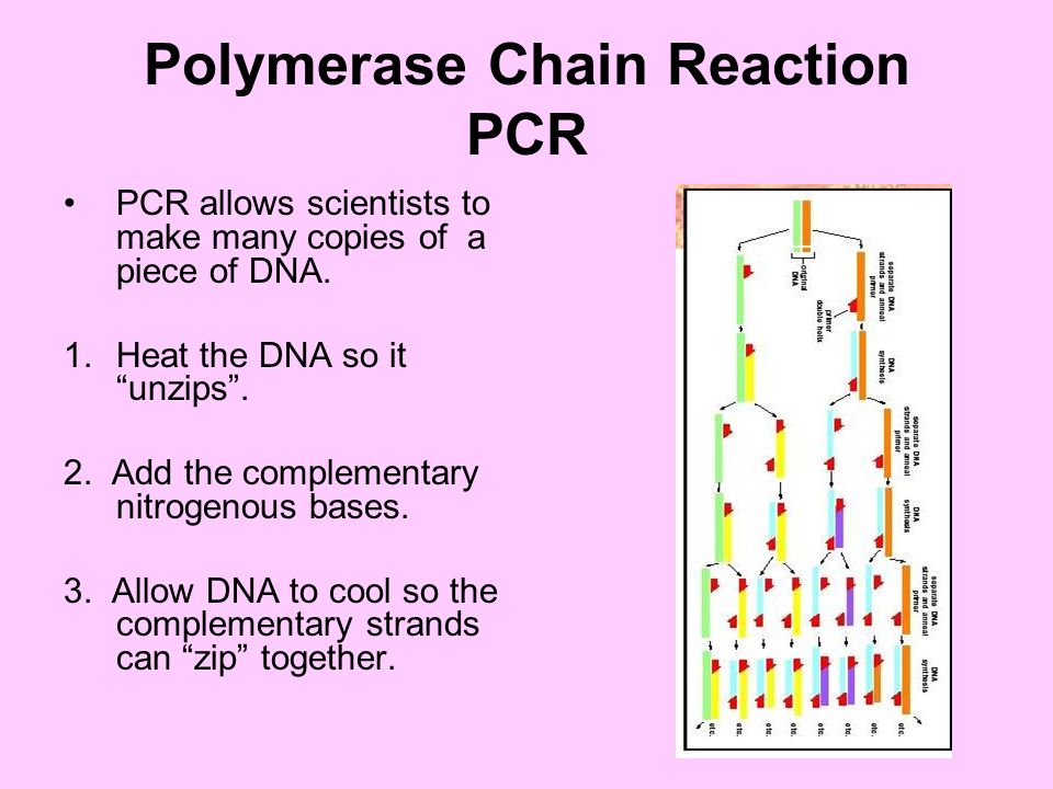 Polymerase Chain Reaction PCR PCR allows scientists to make many copies of a piece of DNA.