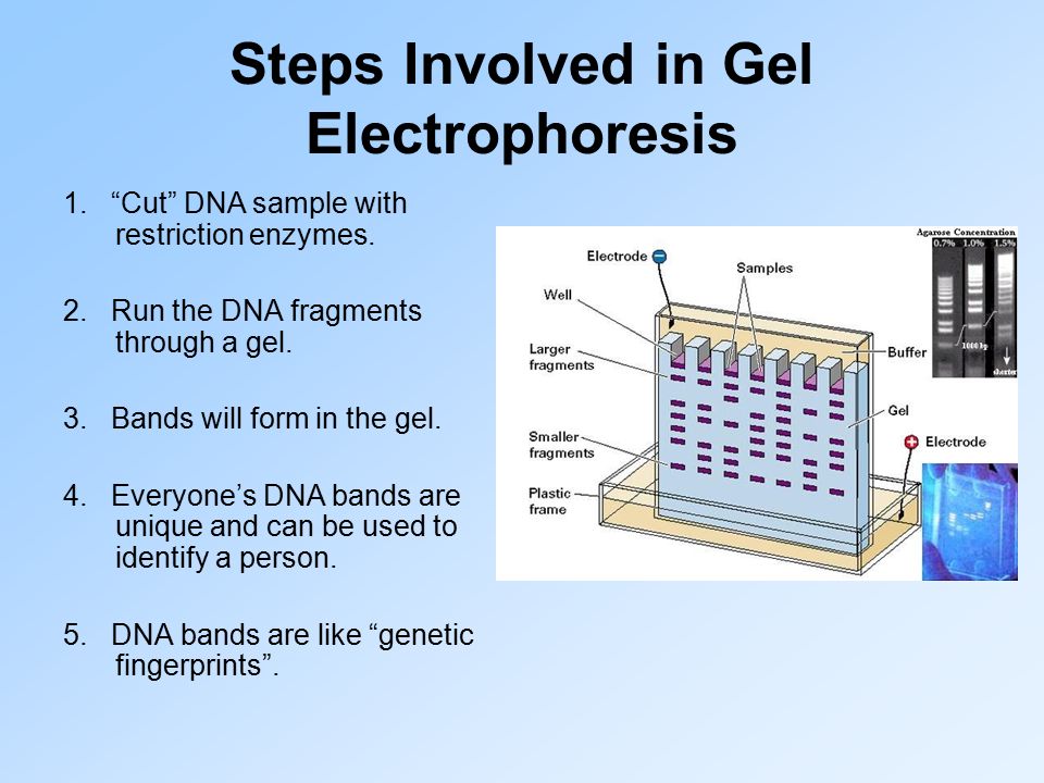 Steps Involved in Gel Electrophoresis 1. Cut DNA sample with restriction enzymes.