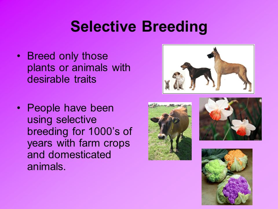 Selective Breeding Breed only those plants or animals with desirable traits People have been using selective breeding for 1000’s of years with farm crops and domesticated animals.