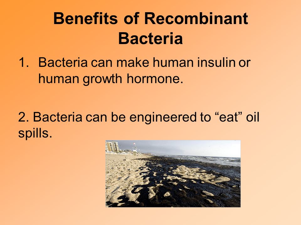 Benefits of Recombinant Bacteria 1.Bacteria can make human insulin or human growth hormone.