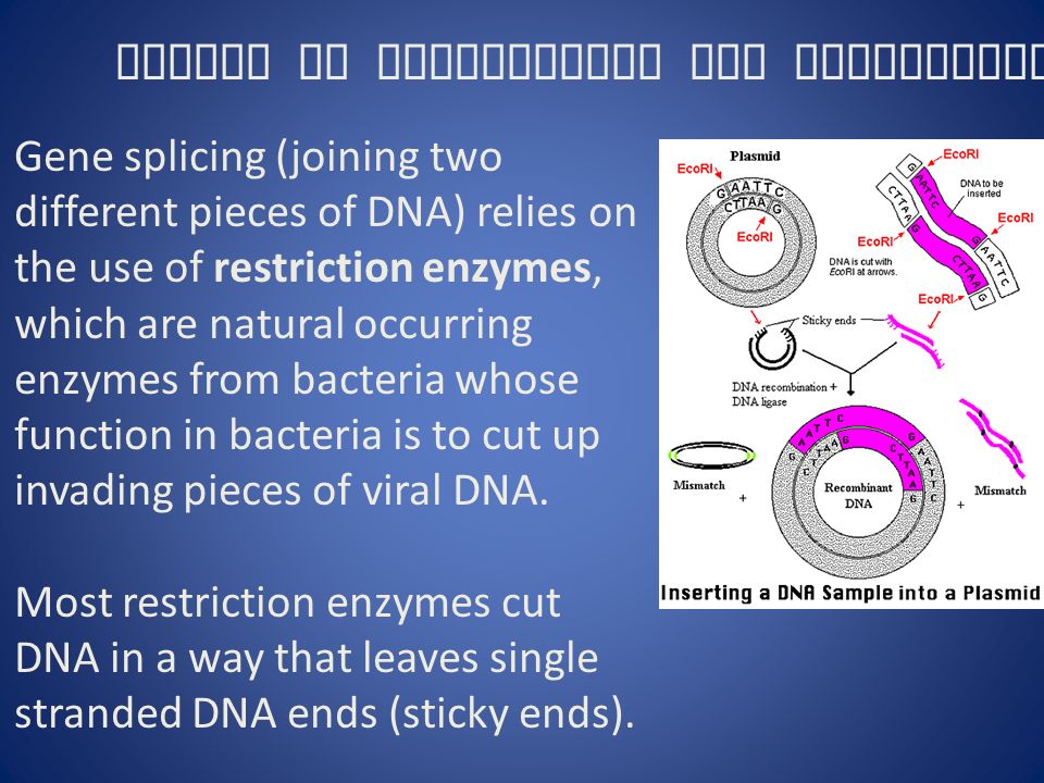 Gene splicing (joining two different pieces of DNA) relies on the use of restriction enzymes, which are natural occurring enzymes from bacteria whose function in bacteria is to cut up invading pieces of viral DNA.