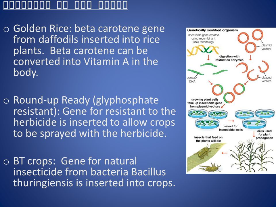 Examples of GMO crops o Golden Rice: beta carotene gene from daffodils inserted into rice plants.