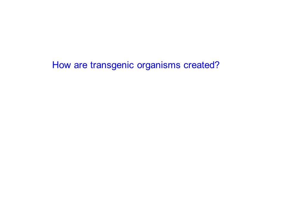 How are transgenic organisms created