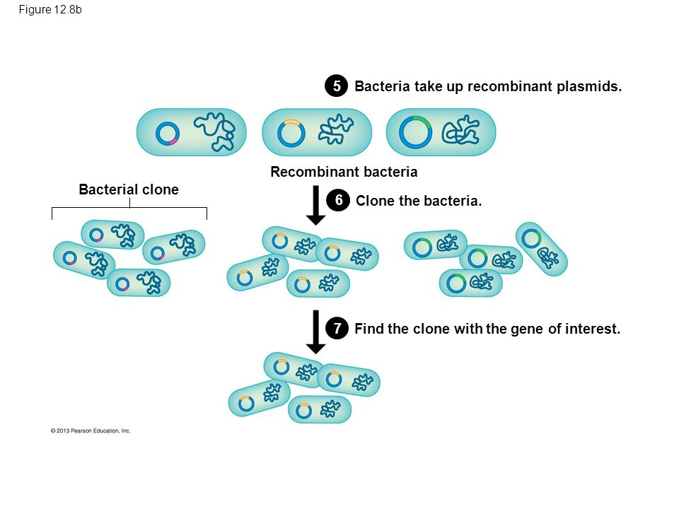 Figure 12.8b 567 Bacteria take up recombinant plasmids.