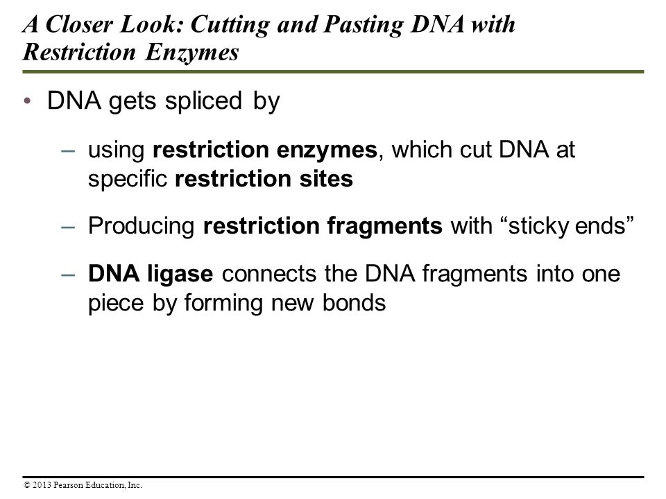 DNA gets spliced by –using restriction enzymes, which cut DNA at specific restriction sites –Producing restriction fragments with sticky ends –DNA ligase connects the DNA fragments into one piece by forming new bonds A Closer Look: Cutting and Pasting DNA with Restriction Enzymes © 2013 Pearson Education, Inc.