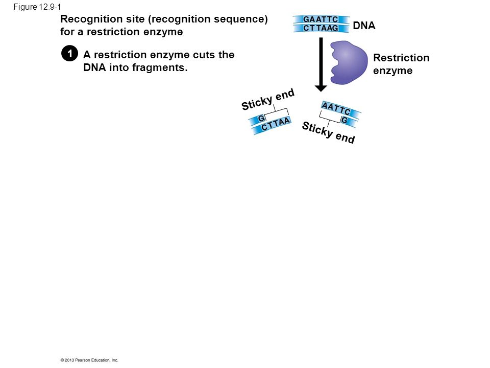 Figure Recognition site (recognition sequence) for a restriction enzyme Restriction enzyme Sticky end DNA A restriction enzyme cuts the DNA into fragments.