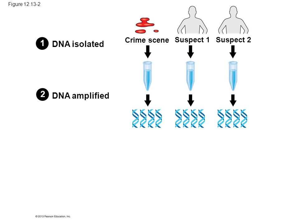 Figure DNA isolated DNA amplified Crime scene Suspect 1Suspect 2 12